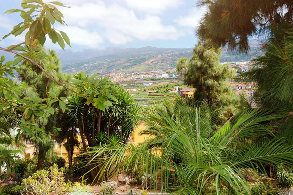 Vacker tropisk trädgård med palmer och blommor. — Stockfoto