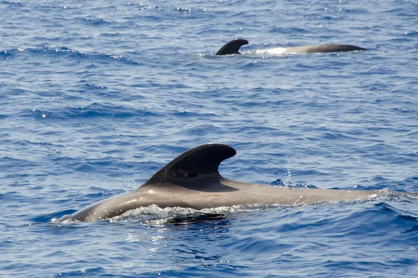 Dolphins, swimming in the ocean and hunting for fish