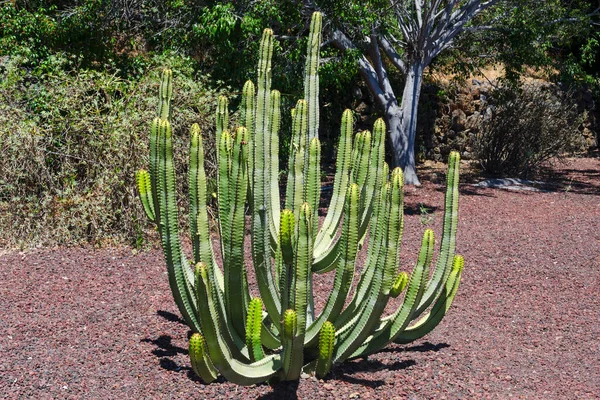 Velký Kaktus Venku Pouštní Krajině Tenerife Kanárské Ostrovy Španělsko — Stock fotografie