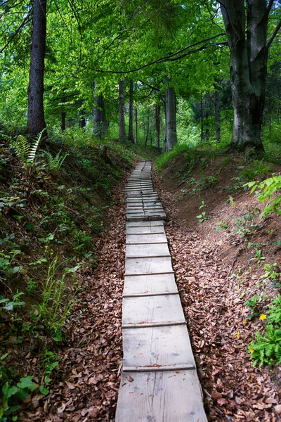 Ścieżka Lesie — Zdjęcie stockowe