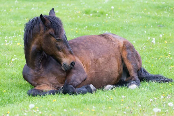 Кінь Лежить Лузі — стокове фото