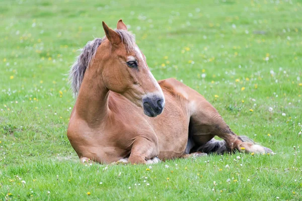 Kůň Leží Louce — Stock fotografie