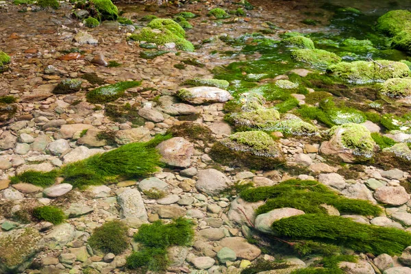 Arroyo Forestal Que Corre Sobre Rocas Musgosas Río Montañoso Crimea —  Fotos de Stock