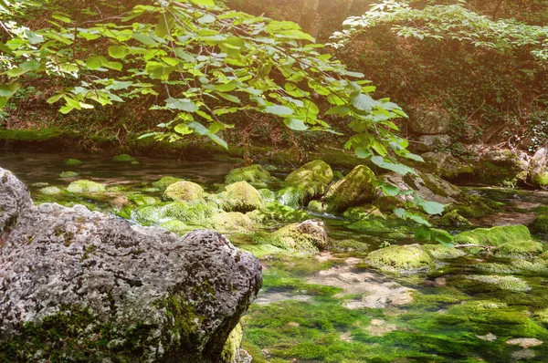 Forest Stream Running Mossy Rocks Mountain River Crimea — Stock Photo, Image