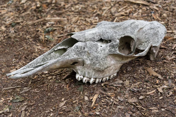 Повітрений череп мертвого коня в лісі. Старий череп коня лежить на землі. Кістковий череп з зубами — стокове фото