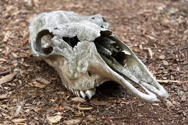Повітрений череп мертвого коня в лісі. Старий череп коня лежить на землі. Кістковий череп з зубами — стокове фото