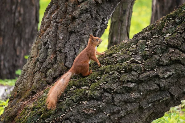 Red Fluffy Squirrel Tree Trunk City Park — Stock Photo, Image