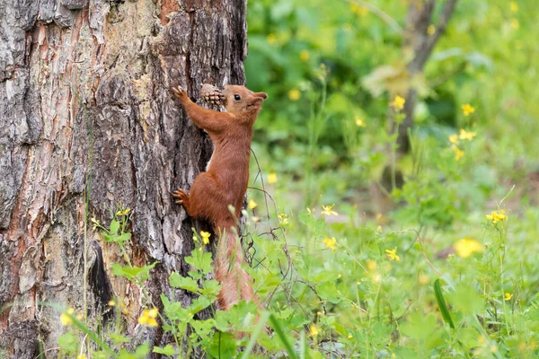 Nieuwsgierige Rode Eekhoorn Gluurt Achter Boomstam Met Dennenappel Mond — Stockfoto