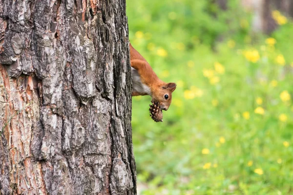 Curious Red Squirrel Peeking Tree Trunk Holding Pine Cone Mouth — Stock Photo, Image