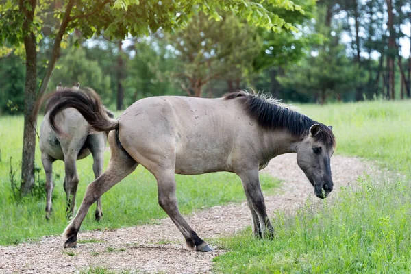 Cavalos Poloneses Semi Selvagens Konik Comendo Grama Prado Perto Floresta — Fotografia de Stock