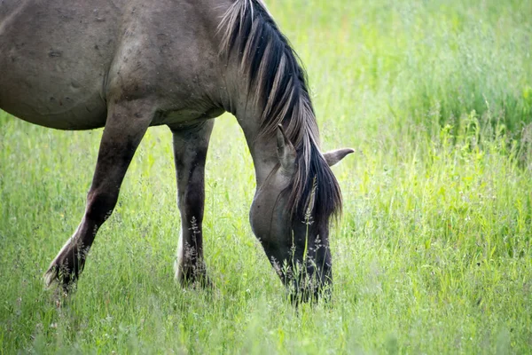 波兰科尼克半野马在森林附近的草地上吃草 — 图库照片