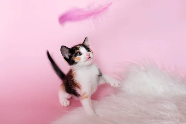 Kucing berambut-ganda yang lucu bermain dengan bulu merah muda di latar belakang pastel merah muda — Stok Foto