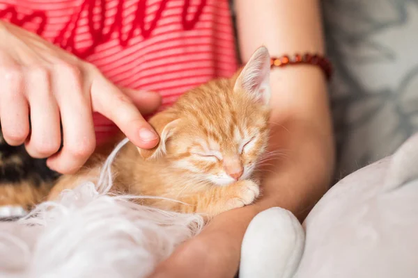 Lindo gatito durmiendo en manos femeninas. El dueño de la mascota y su mascota, animales encantadores. Ginger bebé gato relajante, acogedor sueño y tiempo de siesta con mascotas. —  Fotos de Stock