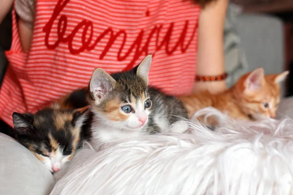 Lindos gatitos en manos femeninas. Propietario de mascotas y sus mascotas, animales encantadores. Bebé gato relajante, acogedor sueño y tiempo de siesta con mascotas. —  Fotos de Stock