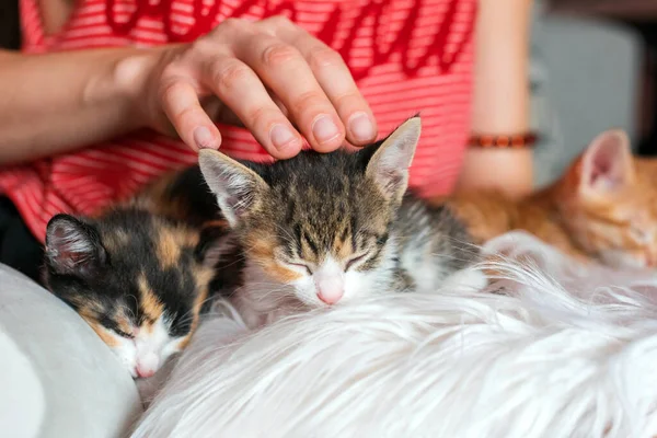 Lindos gatitos en manos femeninas. Propietario de mascotas y sus mascotas, animales encantadores. Bebé gato relajante, acogedor sueño y tiempo de siesta con mascotas. —  Fotos de Stock