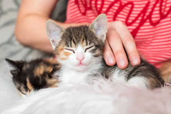 Kucing lucu di tangan wanita. Pet pemilik dan hewan peliharaan, hewan yang indah. Bayi kucing santai, tidur yang nyaman dan tidur siang dengan hewan peliharaan. — Stok Foto