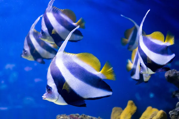 Tropikalne ryby pływać się w pobliżu rafy koralowej. selektywne focus — Zdjęcie stockowe
