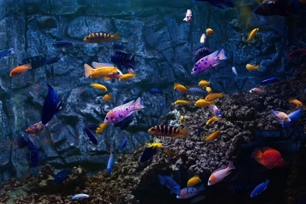 Los peces tropicales nadan cerca de los arrecifes de coral. Enfoque selectivo —  Fotos de Stock