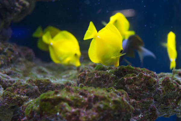 Peixes tropicais nadam perto do recife de coral. Foco seletivo — Fotografia de Stock