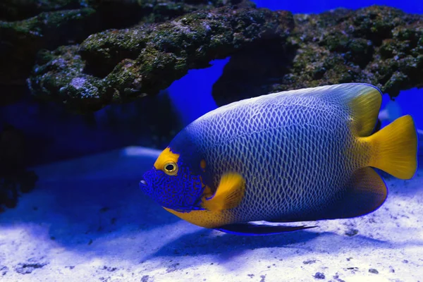 Peixes tropicais nadam perto do recife de coral. Foco seletivo — Fotografia de Stock