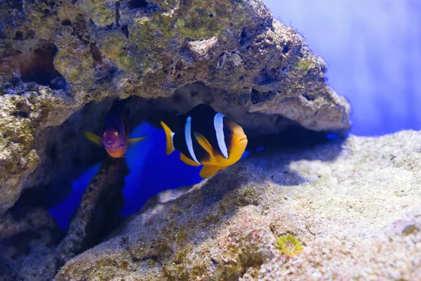 Peixes tropicais nadam perto do recife de coral. Foco seletivo — Fotografia de Stock