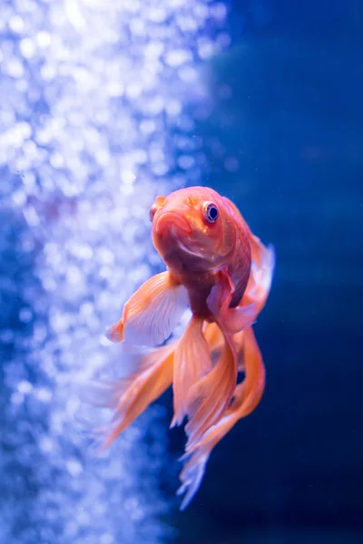 Goldfish em um contexto de bolhas de ar — Fotografia de Stock