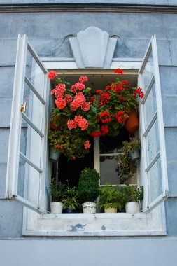 eski rustik pencere ile pembe çiçek açtı