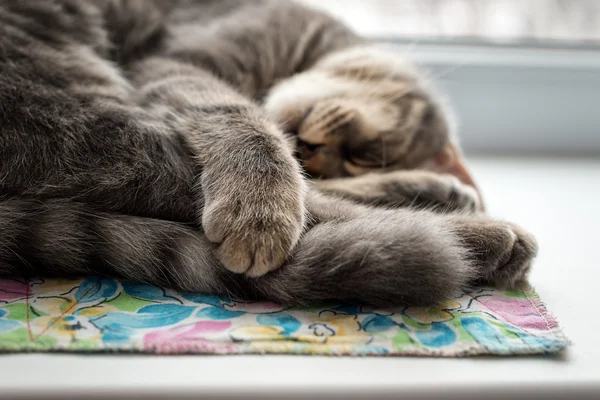 Gato perezoso durmiendo en el alféizar de la ventana. Enfoque selectivo . —  Fotos de Stock