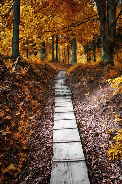 Cesta v podzimním lese. Podzimní scéna v parku. — Stock fotografie