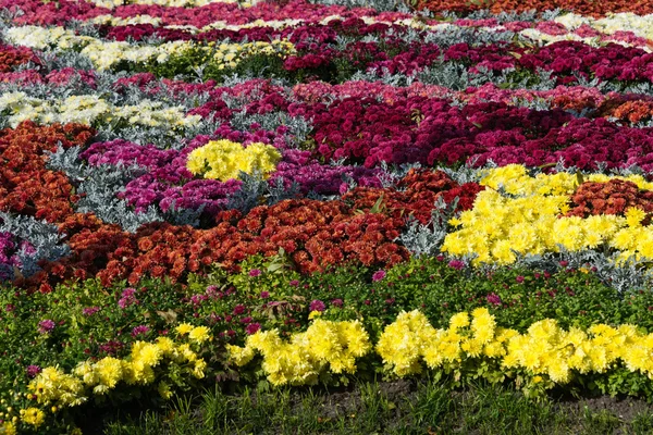 Flower beds with colorful chrysanthemums. Parkland in Kiev, Ukraine. — Stock Photo, Image
