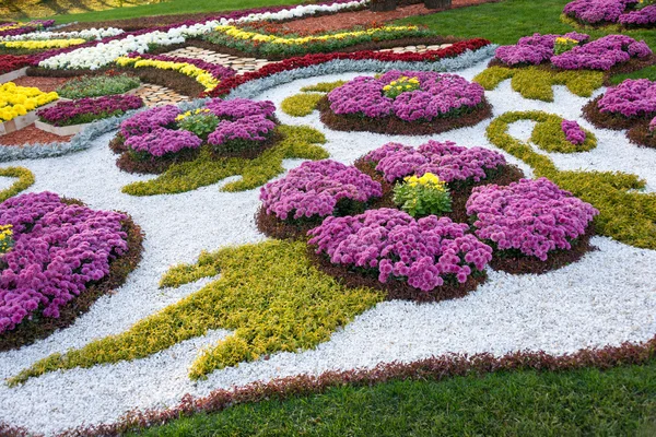 Színes krizantém virág ágyak. Parkland, Kiev, Ukrajna. — Stock Fotó