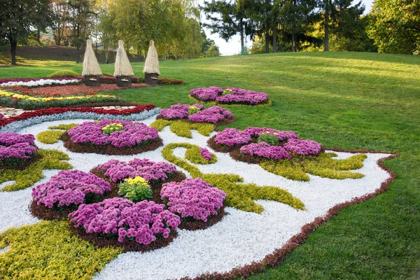 用五颜六色的菊花的花床。公园在基辅，乌克兰. — 图库照片