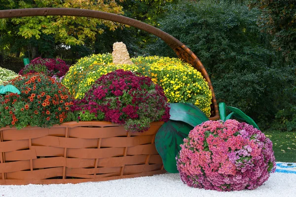 Büyük Çiçeklik sepet ile renkli krizantem farklı meyve dolu şeklinde. Parkland Kiev, Ukrayna.