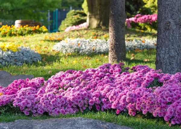 Bloembedden met kleurrijke chrysanten. Parkland in Kiev, Oekraïne. — Stockfoto