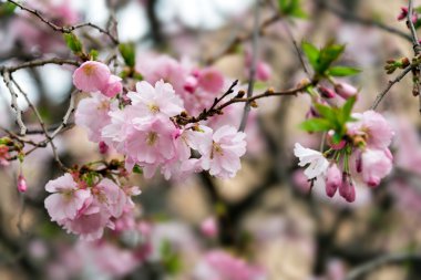 Güzel çiçekli Japon cherry - Sakura. Yumuşak zemin üzerinde bir bahar gününde çiçek.