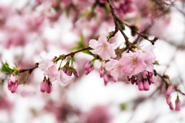 Güzel çiçekli Japon cherry - Sakura. Yumuşak zemin üzerinde bir bahar gününde çiçek.