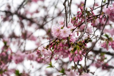 Güzel çiçekli Japon cherry - Sakura. Yumuşak zemin üzerinde bir bahar gününde çiçek.