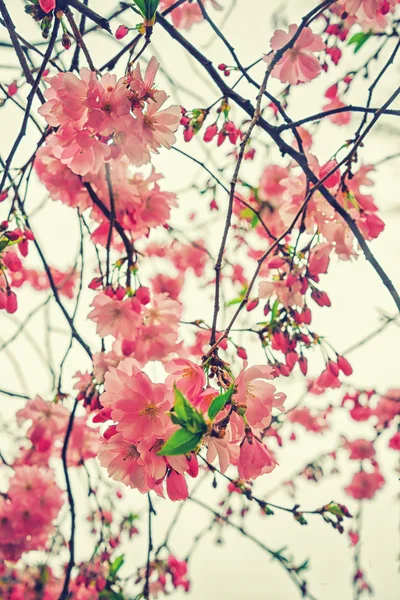 Belle fleur de cerisier japonais Sakura. Fleurs sur un jour de printemps sur fond doux. Vintage couleur tonique abstrait nature fond, instagram filtre — Photo