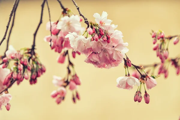 Belle fleur de cerisier japonais Sakura. Fleurs sur un jour de printemps sur fond doux. Vintage couleur tonique abstrait nature fond, instagram filtre — Photo