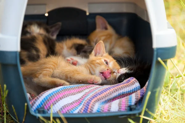 Anak kucing bermain dalam keranjang portabel di antara rumput . — Stok Foto