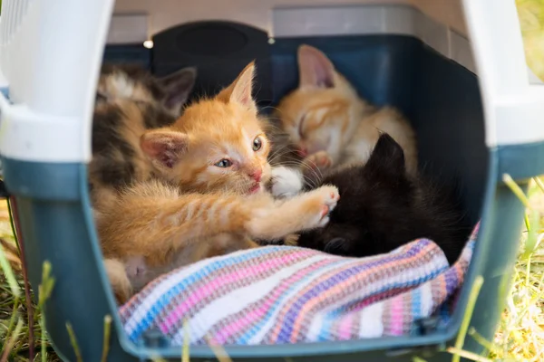 Gatitos jugando en una canasta portátil entre la hierba . —  Fotos de Stock