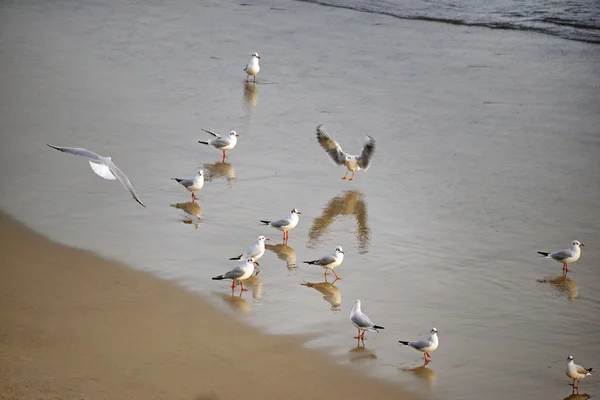 Bandada de gaviotas en la playa — Foto de Stock