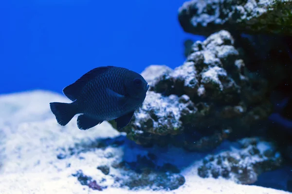 Peixes tropicais nadam perto do recife de coral. Foco seletivo — Fotografia de Stock