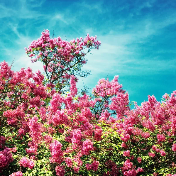 Des buissons de lilas en fleurs. Au printemps. Style instagram image tonique — Photo