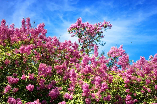 Arbustos de lilas florecientes. Primavera — Foto de Stock