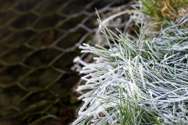 Close up of frozen grass blades in early morning sunlight