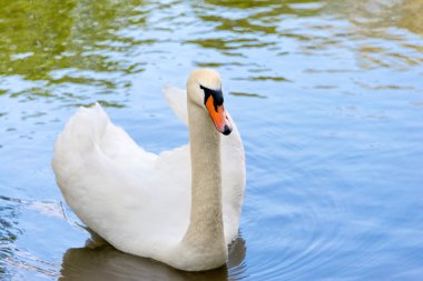 güneşli bir gün, kuğular gölet üzerinde Mavi Göl su beyaz kuğu.