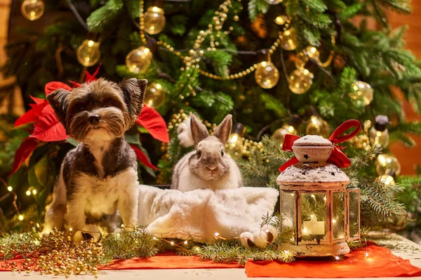 New year dog and rabbit Christmas tree. Biewer Terrier under garland Prasanthi