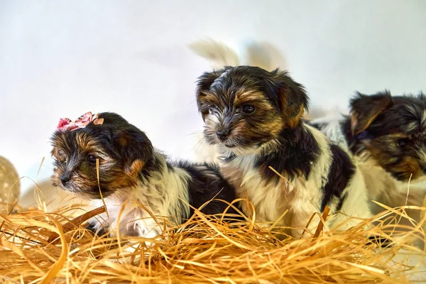 Little puppies sit together in threesome. Decoration with dogs and straw. A family of small pets.