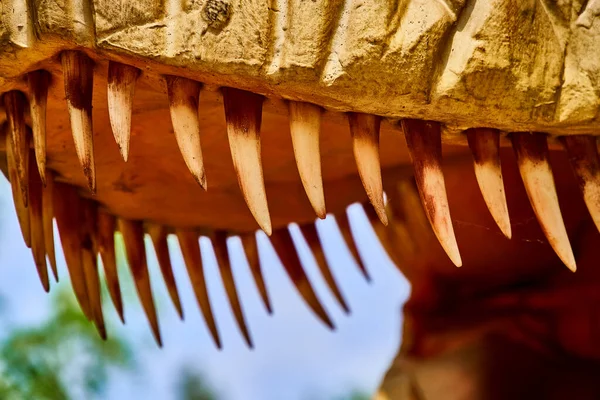 Huge dinosaur teeth in the mouth of a living Tirex. The robotic model is large in the frame, only the teeth of a predator. The animal shows fangs and grins.
